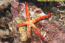 sea star